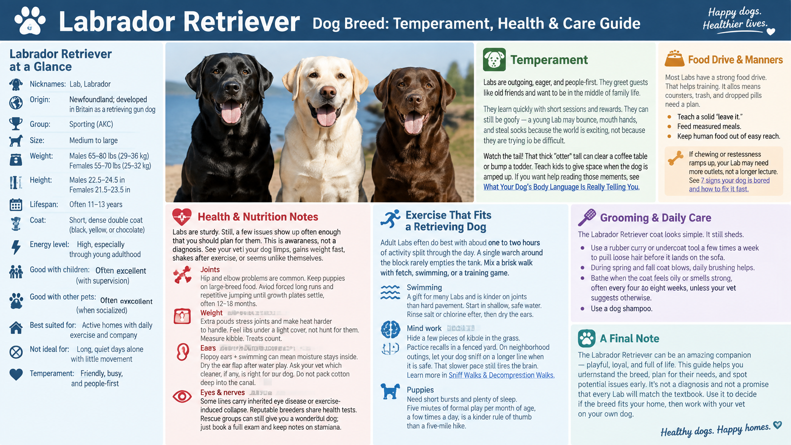 Labrador Retriever Dog Breed: Temperament, Health & Care Guide
