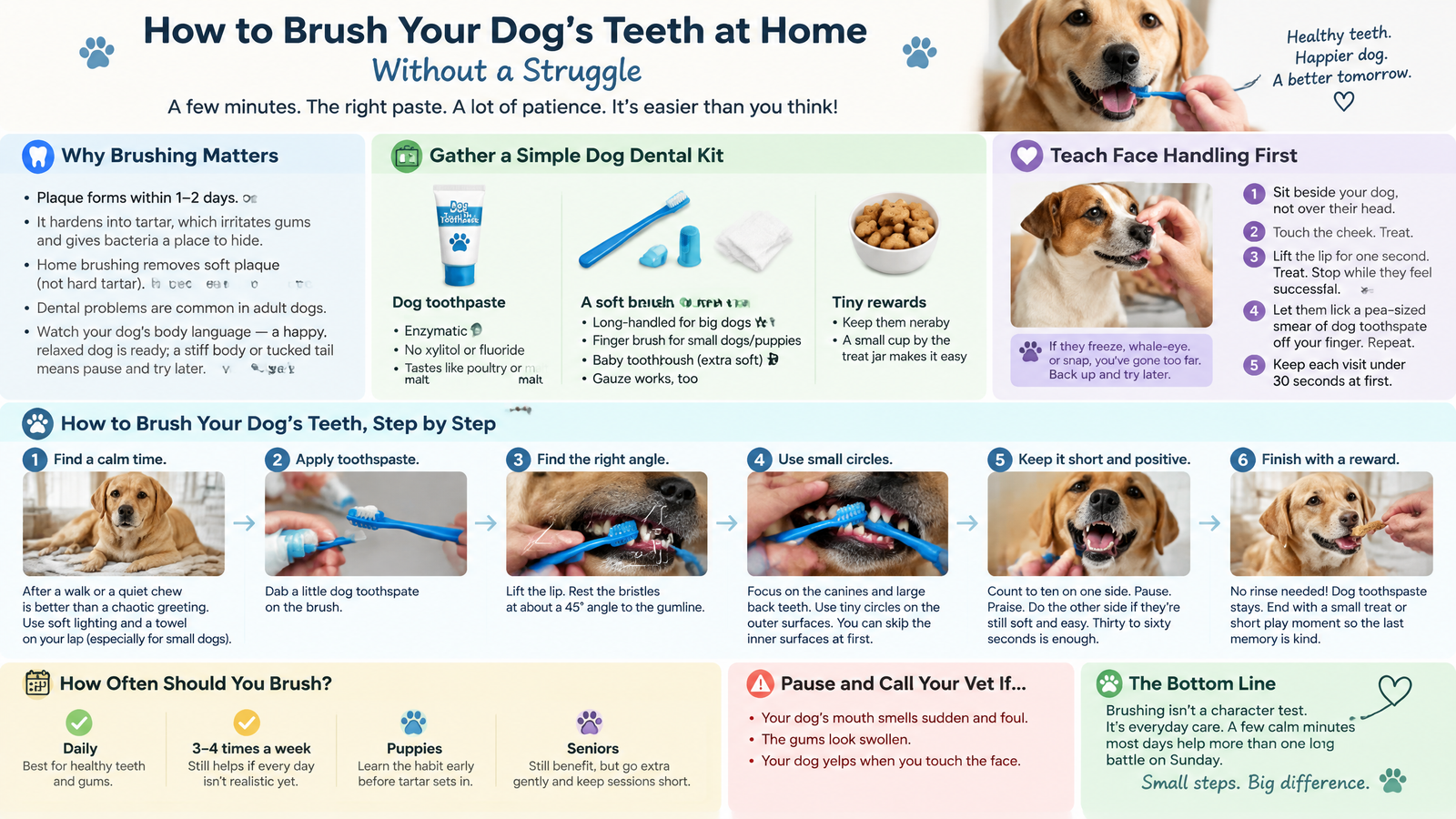 How to Brush Your Dog’s Teeth at Home Without a Struggle