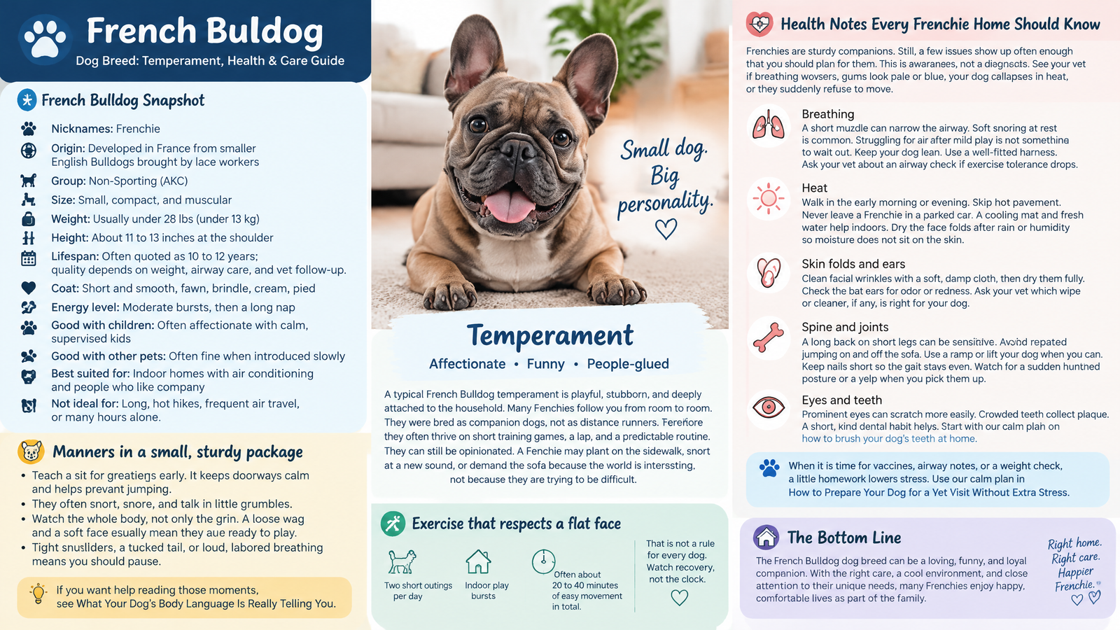 French Bulldog Dog Breed: Temperament, Health & Care Guide