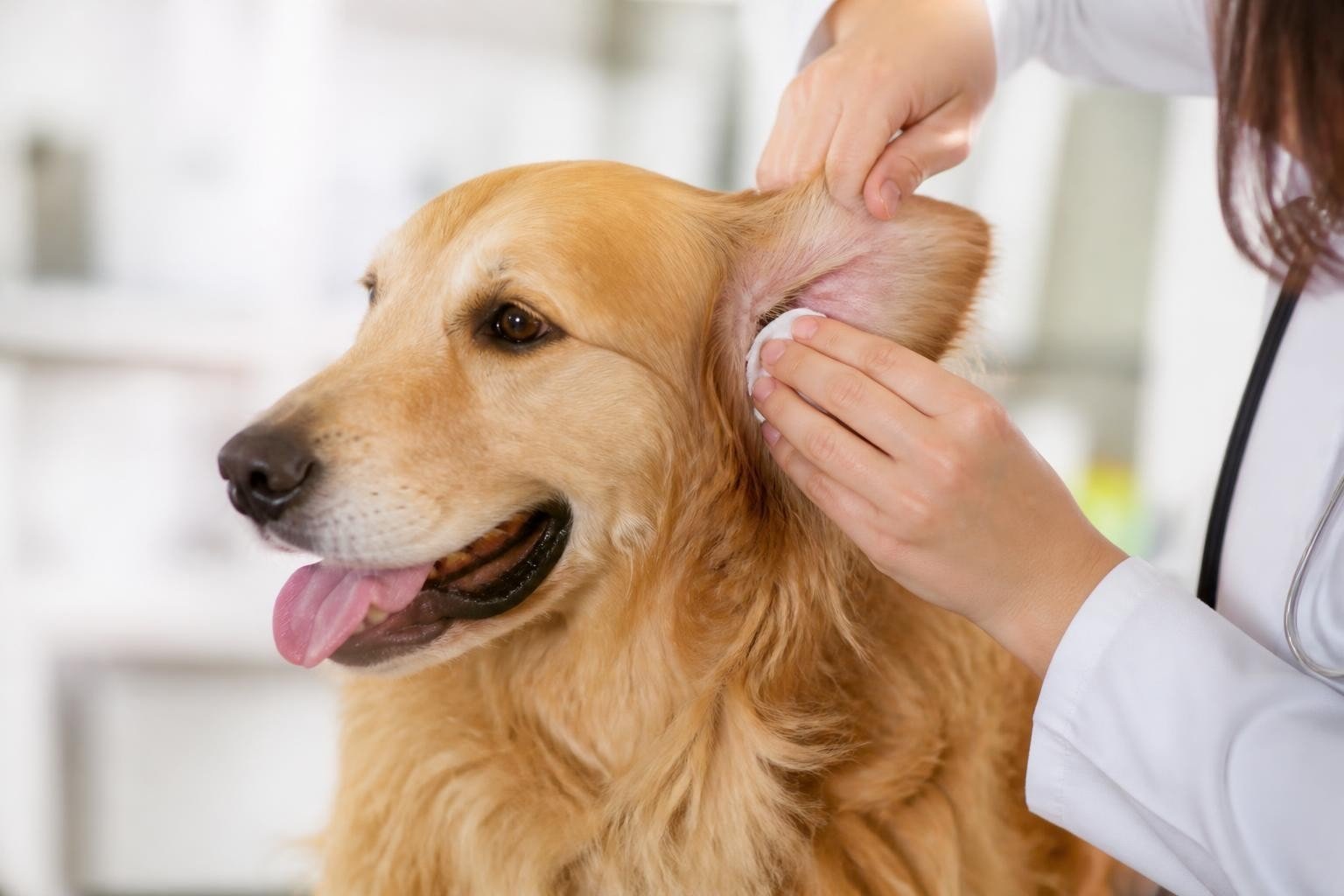 Ear Care for Dogs: Essential Guide for Healthy Ears